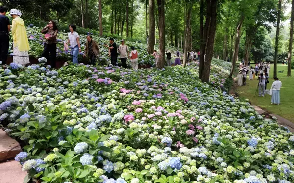 「南京の植物園で4000株のアジサイが見頃に、シーズンは6月中旬まで―中国」の画像