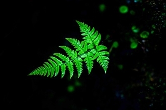 中国の科学者が主導する「植物の惑星プロジェクト」が始動