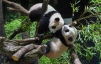 上野動物園のパンダ「暁暁」と「蕾蕾」が来年1月に中国返還へ