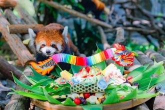 中国動物園の動物たち、端午節の特製ちまきを満喫