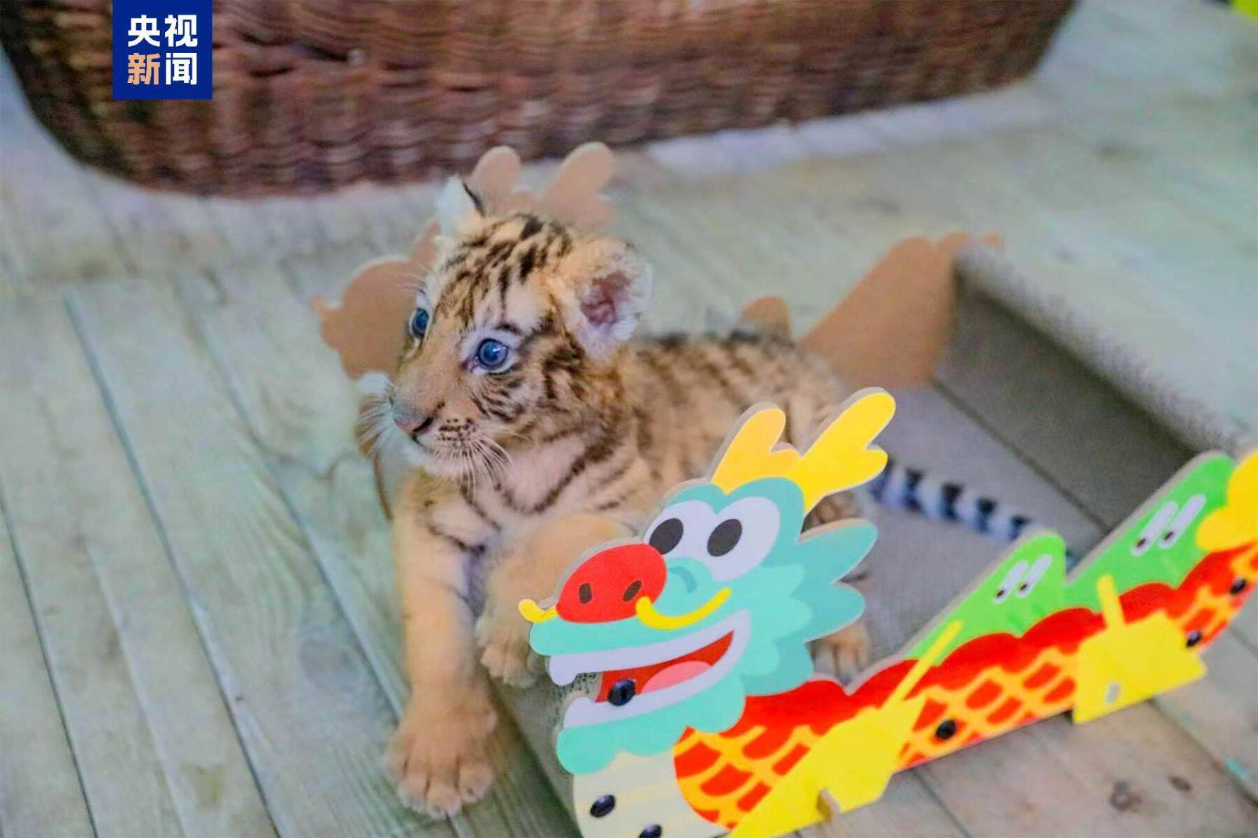 中国動物園の動物たち、端午節の特製ちまきを満喫