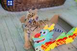 「中国動物園の動物たち、端午節の特製ちまきを満喫」の画像2