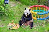 「中国動物園の動物たち、端午節の特製ちまきを満喫」の画像3