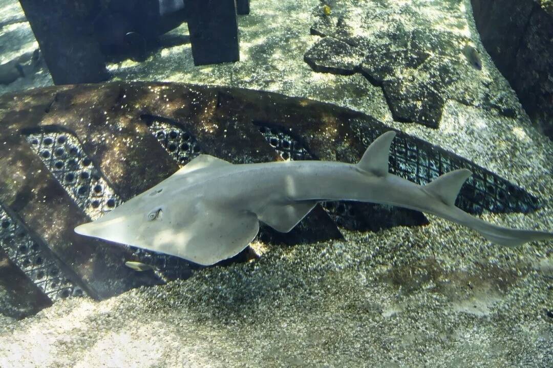 近絶滅種ジャイアントショベルノーズレイの人工繁殖に初めて成功―中国