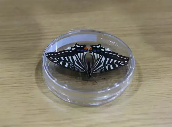 生命の強靱性を検証、「宇宙のチョウ」が羽化に成功―中国