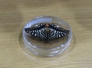 生命の強靱性を検証、「宇宙のチョウ」が羽化に成功―中国