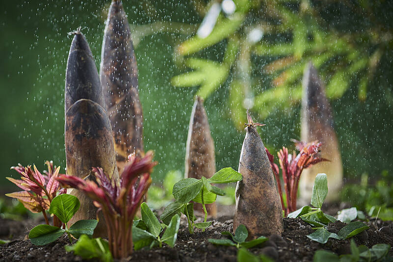 「春の経済」が熱気、花見も春フードもピーク迎える―中国