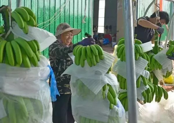 「豊作を迎えたバナナ園、難題だった輸送を解決した「人力＋テクノロジー」―広西壮族自治区」の画像