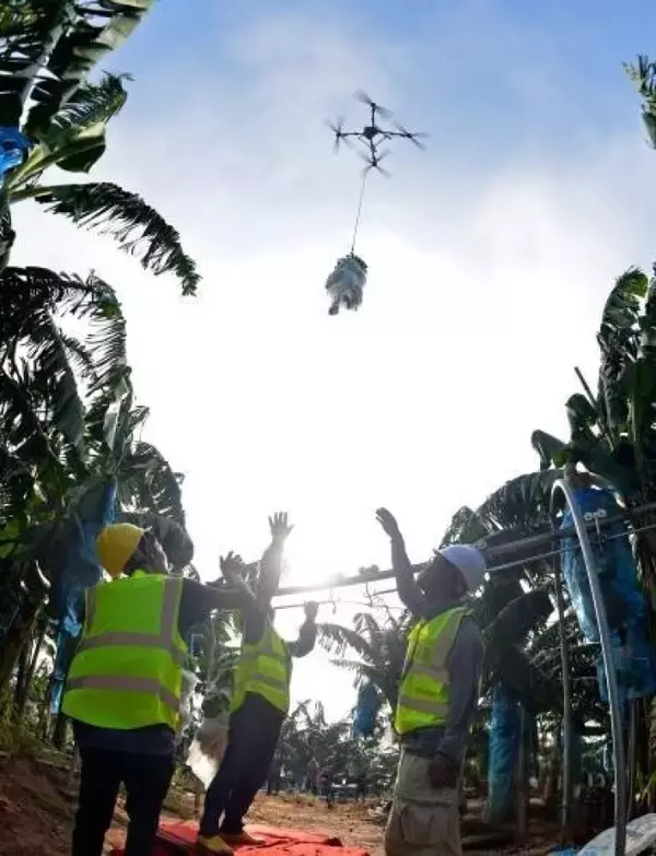 「豊作を迎えたバナナ園、難題だった輸送を解決した「人力＋テクノロジー」―広西壮族自治区」の画像