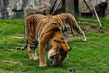 「トラが草を食べる、動物園が虐待疑惑を否定―中国」の画像1