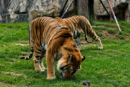 トラが草を食べる、動物園が虐待疑惑を否定―中国