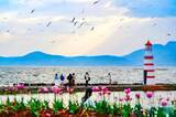 「観光客を魅了する春の滇池―雲南省昆明市」の画像1