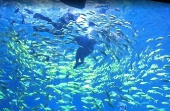 ダイビング体験でサメに頭をかまれ負傷、でもインストラクターは…―中国