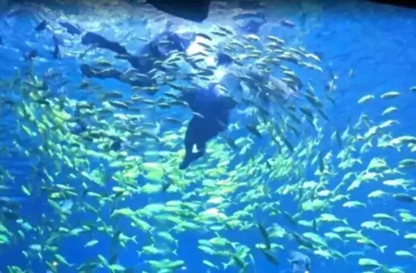 「ダイビング体験でサメに頭をかまれ負傷、でもインストラクターは…―中国」の画像