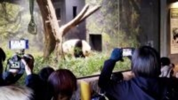 日本は54年ぶりの「パンダ不在」、中国の外交圧力は高市政権に届かず―独メディア