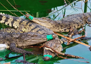 ワニの口を縛った状態で展示、「動物虐待」批判に公園が回答―中国