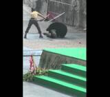 「動物園のショーの最中に調教師がクマに襲われる―中国メディア」の画像1