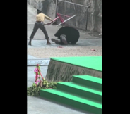 動物園のショーの最中に調教師がクマに襲われる―中国メディア
