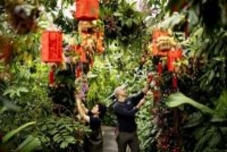 ロンドンのキュー王立植物園で開催の蘭フェスティバル、初めて中国がテーマに