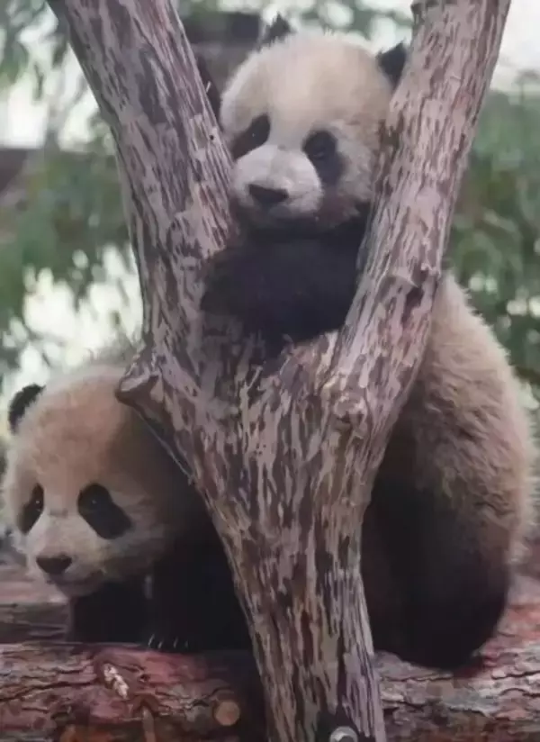 5歳のジャイアントパンダ「チエンジェン」が四川から上海に到着、適切なタイミングで一般公開