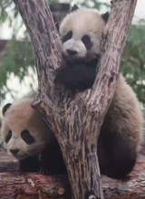 5歳のジャイアントパンダ「チエンジェン」が四川から上海に到着、適切なタイミングで一般公開