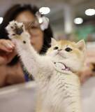 「新たな消費シーンを切り開くペット経済―中国」の画像2