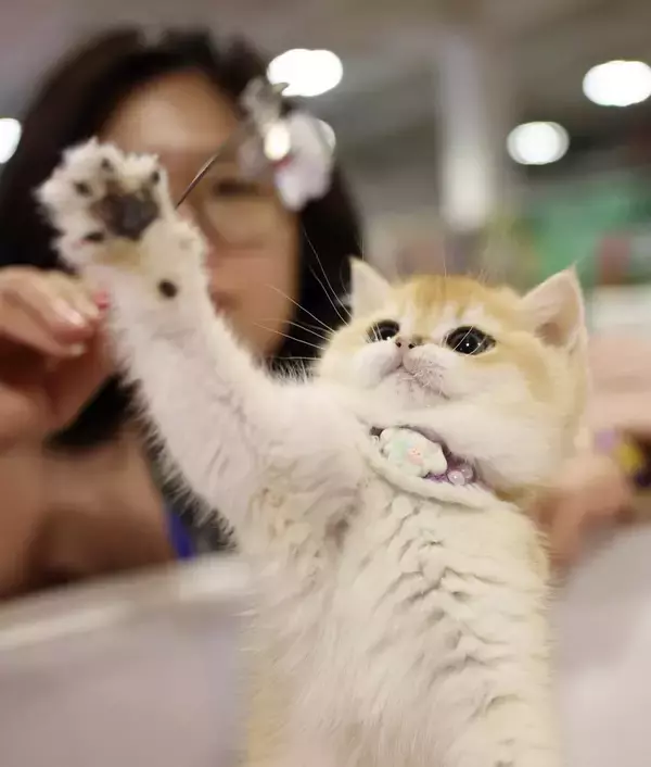 「新たな消費シーンを切り開くペット経済―中国」の画像