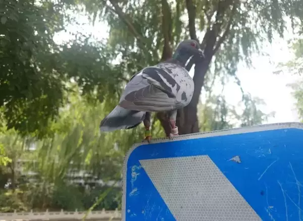 「中国の軍事パレードで空を舞った8万羽のハトはどこから来た？」の画像