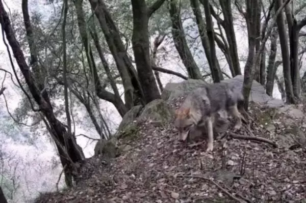 ジャイアントパンダ国家公園で初めてオオカミを確認