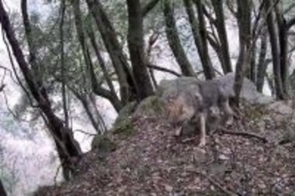 ジャイアントパンダ国家公園で初めてオオカミを確認