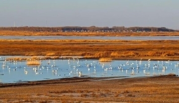 吉林省西部の湿地、春になると世界の約6割のソデグロヅルが飛来―中国