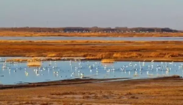 吉林省西部の湿地、春になると世界の約6割のソデグロヅルが飛来―中国