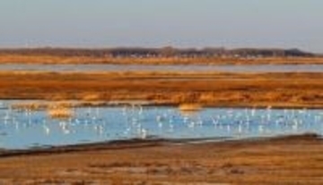 吉林省西部の湿地、春になると世界の約6割のソデグロヅルが飛来―中国