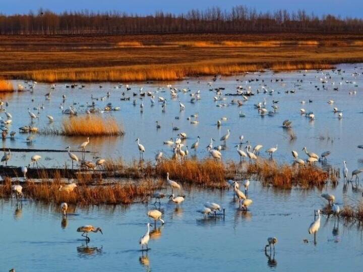 吉林省西部の湿地、春になると世界の約6割のソデグロヅルが飛来―中国