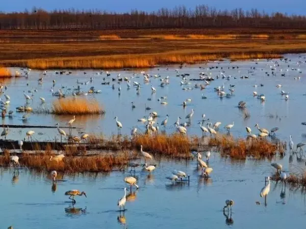 「吉林省西部の湿地、春になると世界の約6割のソデグロヅルが飛来―中国」の画像