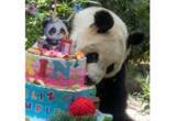 「メキシコシティでパンダ「欣欣」の36歳の誕生日祝うイベント」の画像1