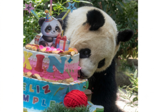 メキシコシティでパンダ「欣欣」の36歳の誕生日祝うイベント