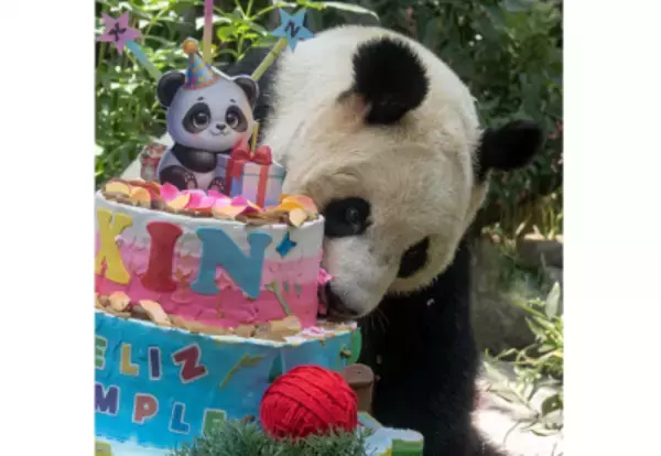 メキシコシティでパンダ「欣欣」の36歳の誕生日祝うイベント