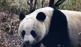 「「恋愛」中の野生パンダ、メロドラマのようなシーンを披露―中国」の画像1