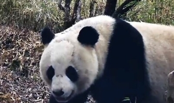 「恋愛」中の野生パンダ、メロドラマのようなシーンを披露―中国