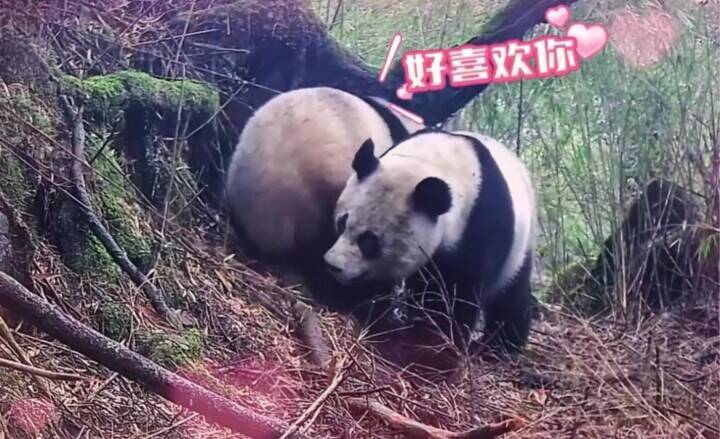 「恋愛」中の野生パンダ、メロドラマのようなシーンを披露―中国