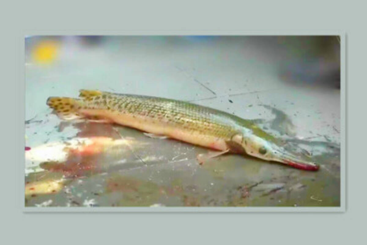 寺の放生池に体長1 2メートルの外来肉食魚 アリゲーターガー 12時間かけ捕獲 中国 22年9月11日 エキサイトニュース