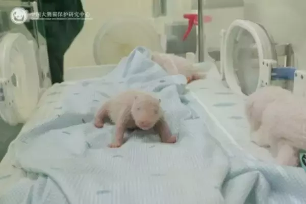 インドネシア在住のパンダ「フーチュン」、初の赤ちゃん誕生