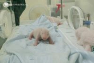 インドネシア在住のパンダ「フーチュン」、初の赤ちゃん誕生