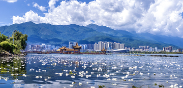雲南省・洱海の水質のバロメータ「海菜花」が5年で10倍回復―中国