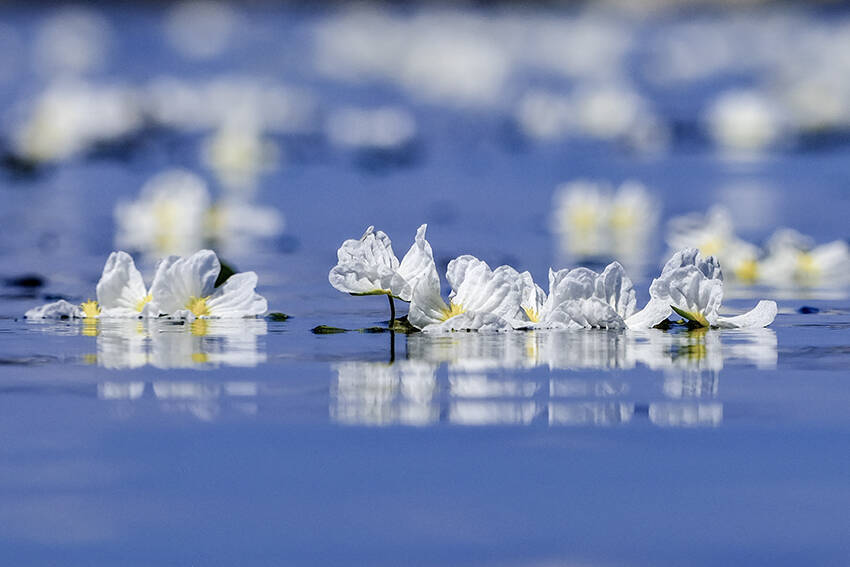 雲南省・洱海の水質のバロメータ「海菜花」が5年で10倍回復―中国