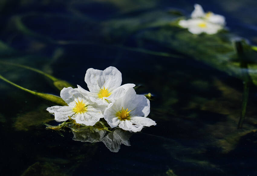 雲南省・洱海の水質のバロメータ「海菜花」が5年で10倍回復―中国