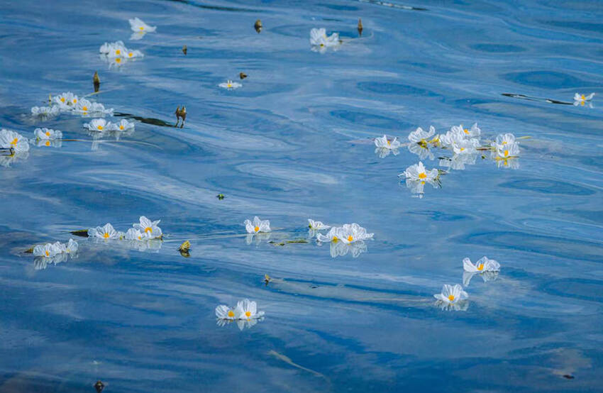 雲南省・洱海の水質のバロメータ「海菜花」が5年で10倍回復―中国