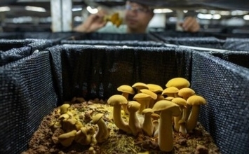 人工栽培されたキノコ「ウラベニイロガワリ」の販売が昆明でスタート―中国
