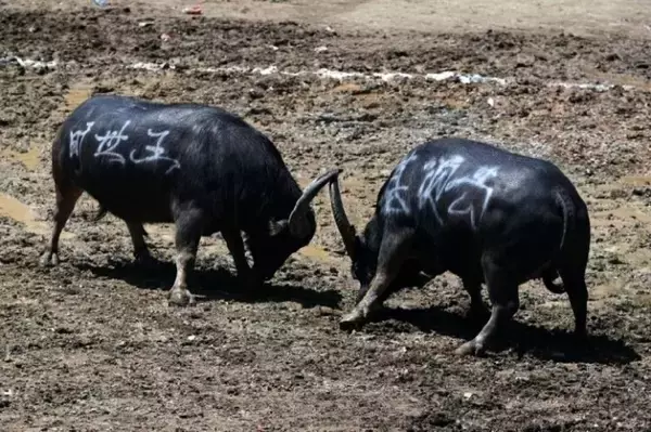 「貴州省で大歓声響き渡るトン族の伝統行事「闘牛大会」―中国」の画像